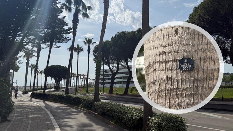 censimento alberi Montesilvano Spiaggia