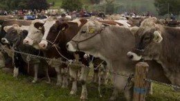 allevatori di mucche