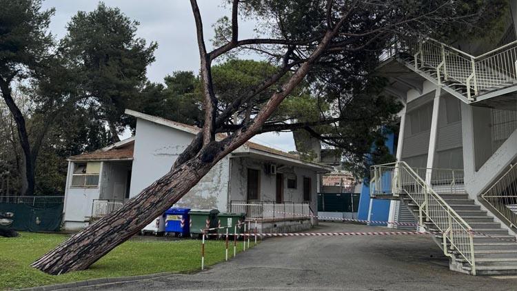 albero caduto allo stadio di Pescara