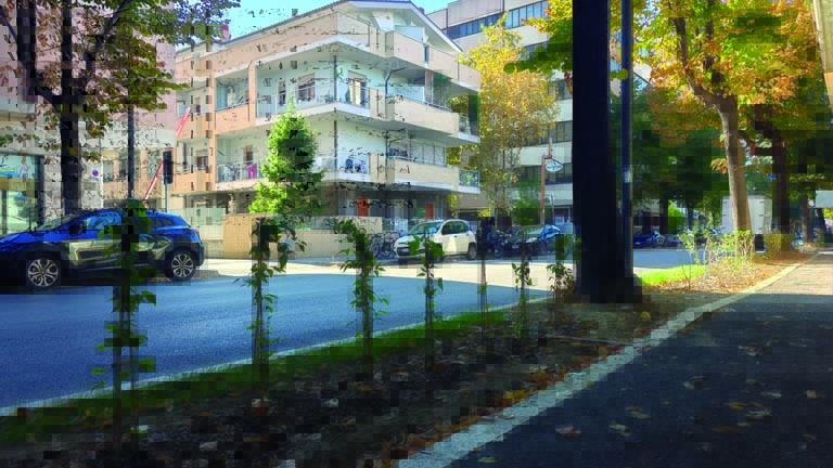 alberi piantati