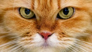 gatto