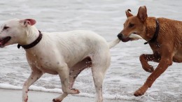 Tutela del mondo animale