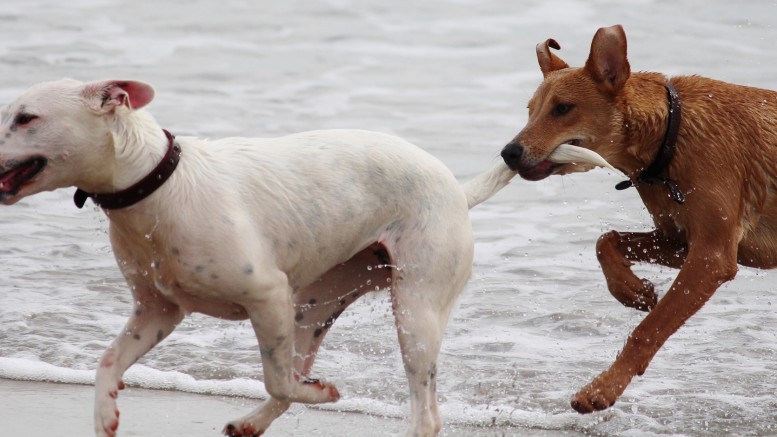 Tutela del mondo animale
