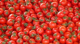 pomodori