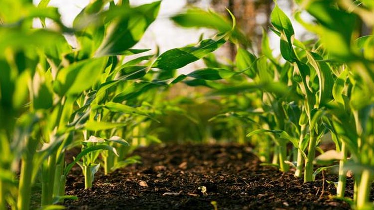 agricoltura