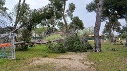alberi caduti in pineta a pescara
