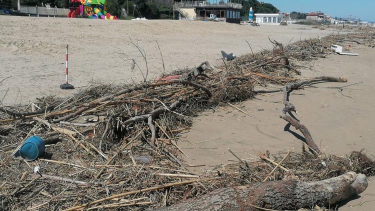 spiaggia con rifiuti legnosi