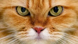 gatto